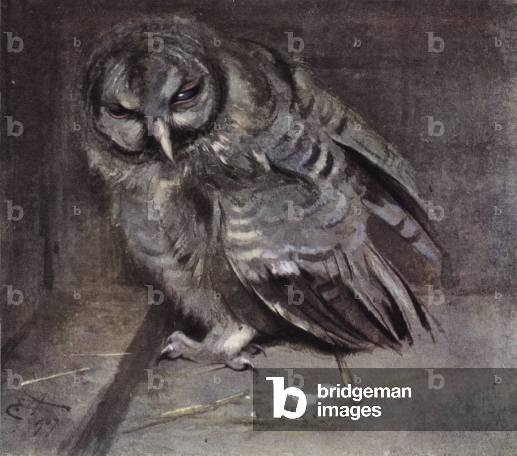 Young brown owl (colour litho)