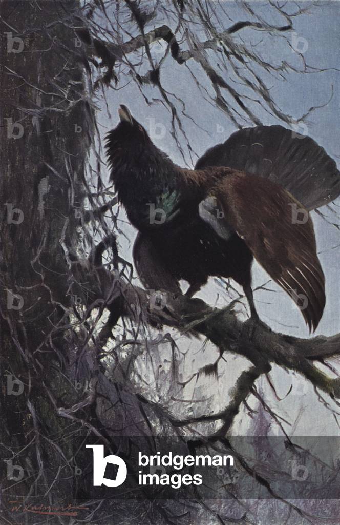 Capercaillie (colour litho)