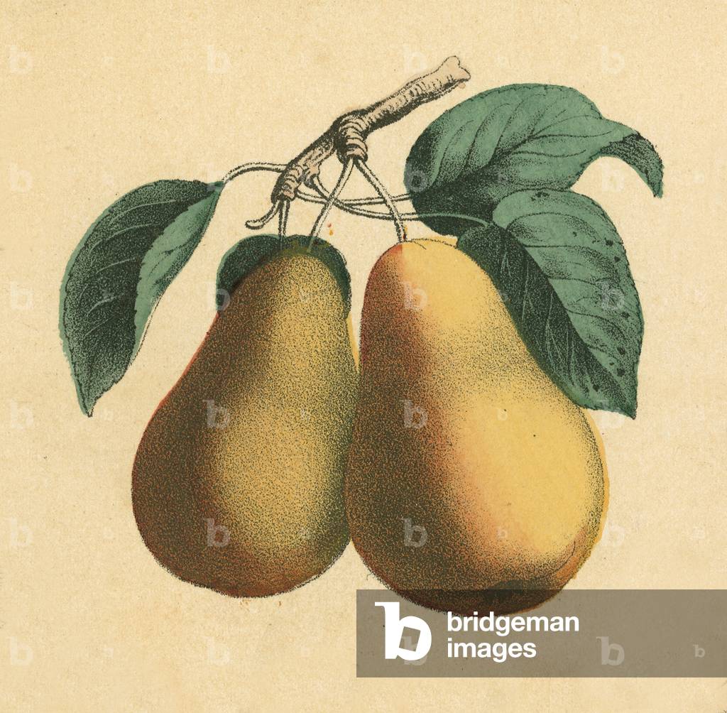 Pears