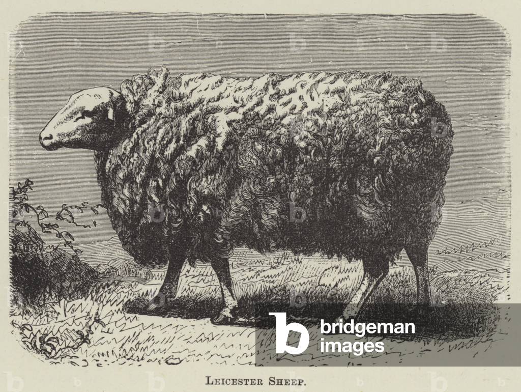 Leicester Sheep (engraving)