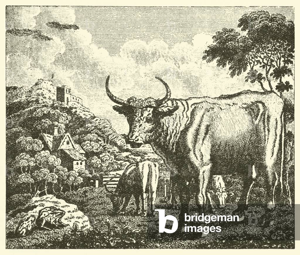 The ox and the frog (engraving)
