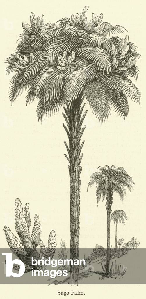 Sago Palm (engraving)