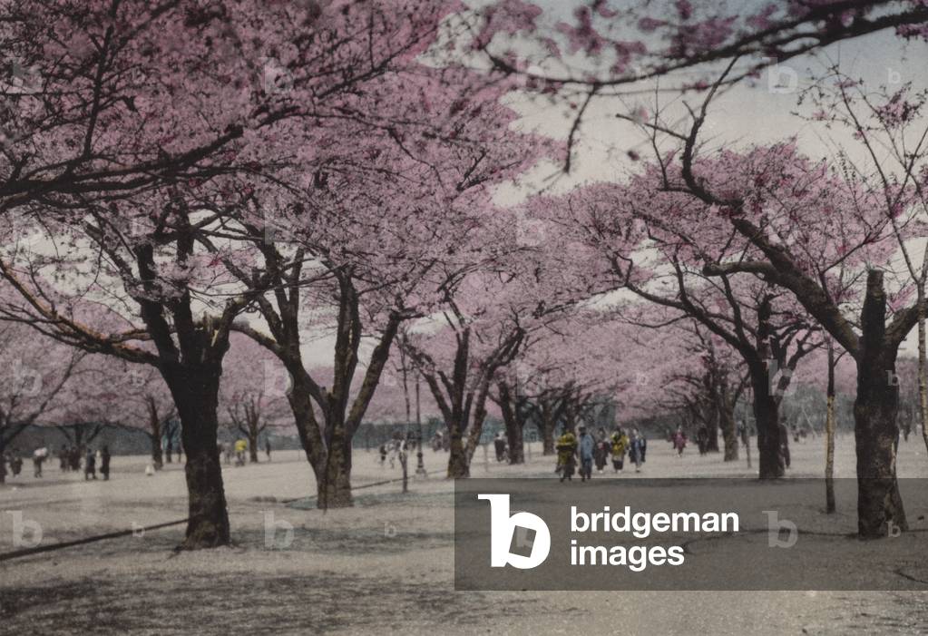 Japan, c.1912: Cherry Blossom at Uyeno Park, Tokyo (photo)
