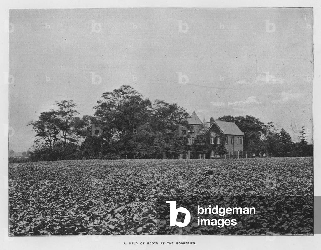 Whiteley's Farms: A field of roots at the Rookeries (b/w photo)