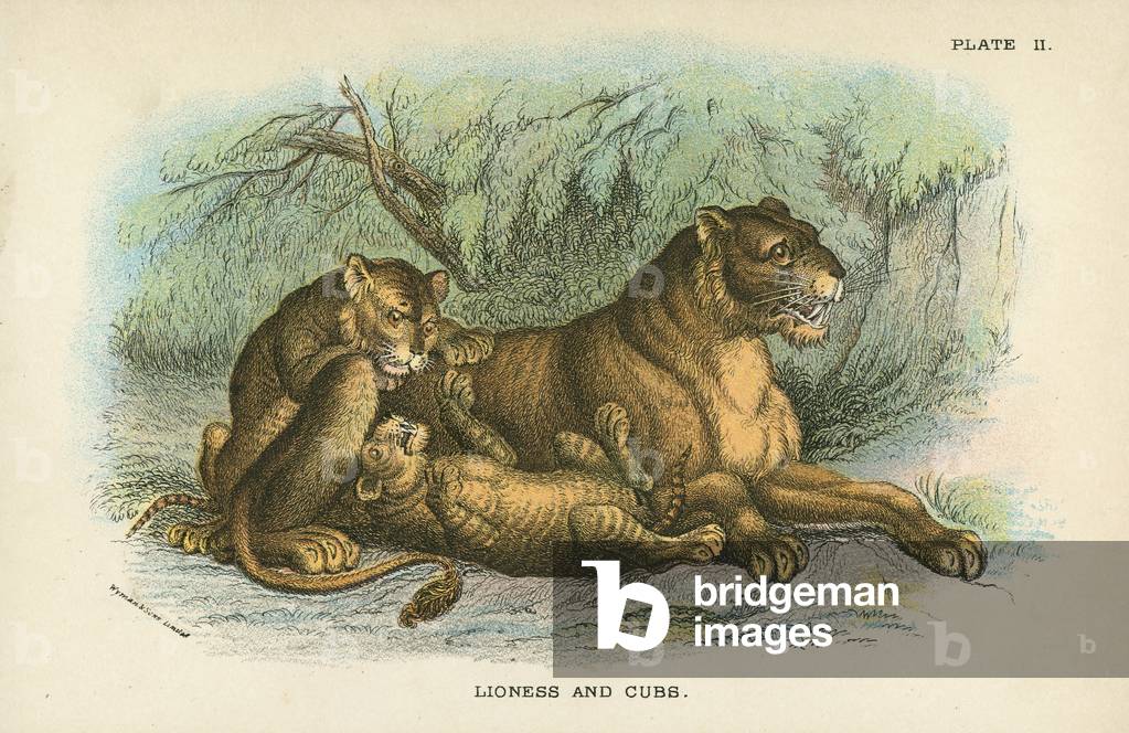 Lioness and Cubs