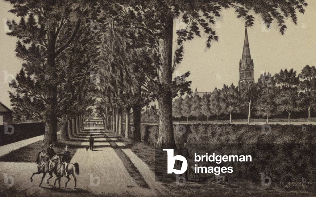 Salisbury Cathedral, from the Avenue (litho)