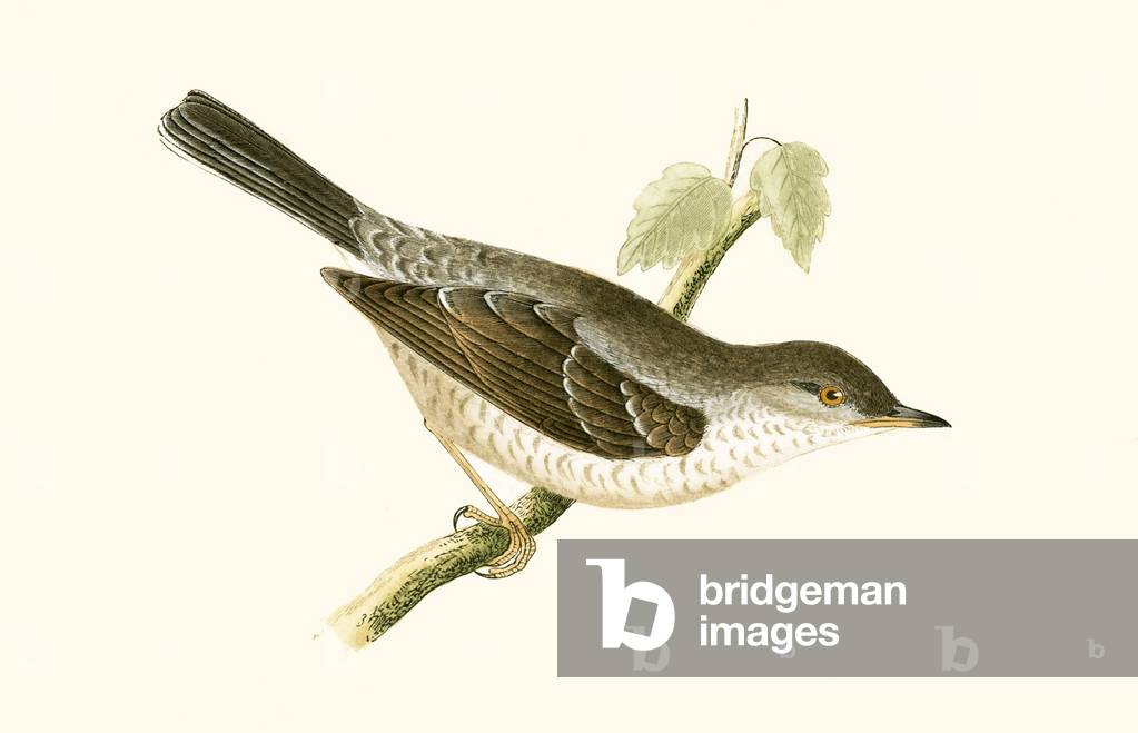 Barred Warbler, illustration from 'A History of the Birds of Europe Not Observed in the British Isles' by Charles Robert Bree (1811-86), published 1867 (colour litho)
