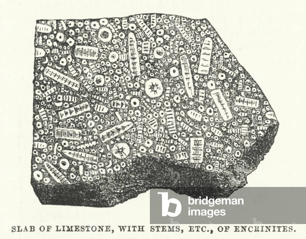 Slab of Limestone, with stems, etc., of encrinites (engraving)
