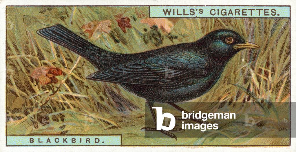 Blackbird (chromolitho)
