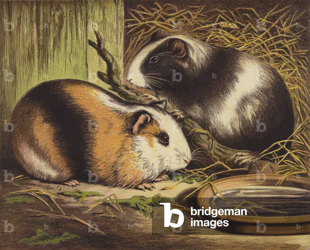 Guinea Pigs (colour litho)