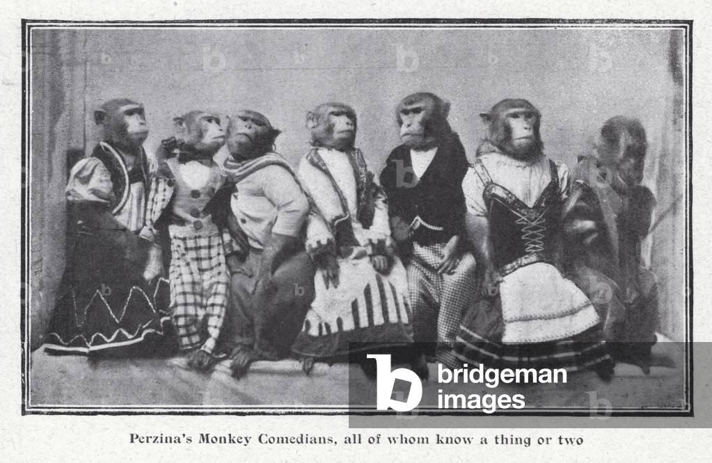 Perzina's Monkey Comedians (b/w photo)