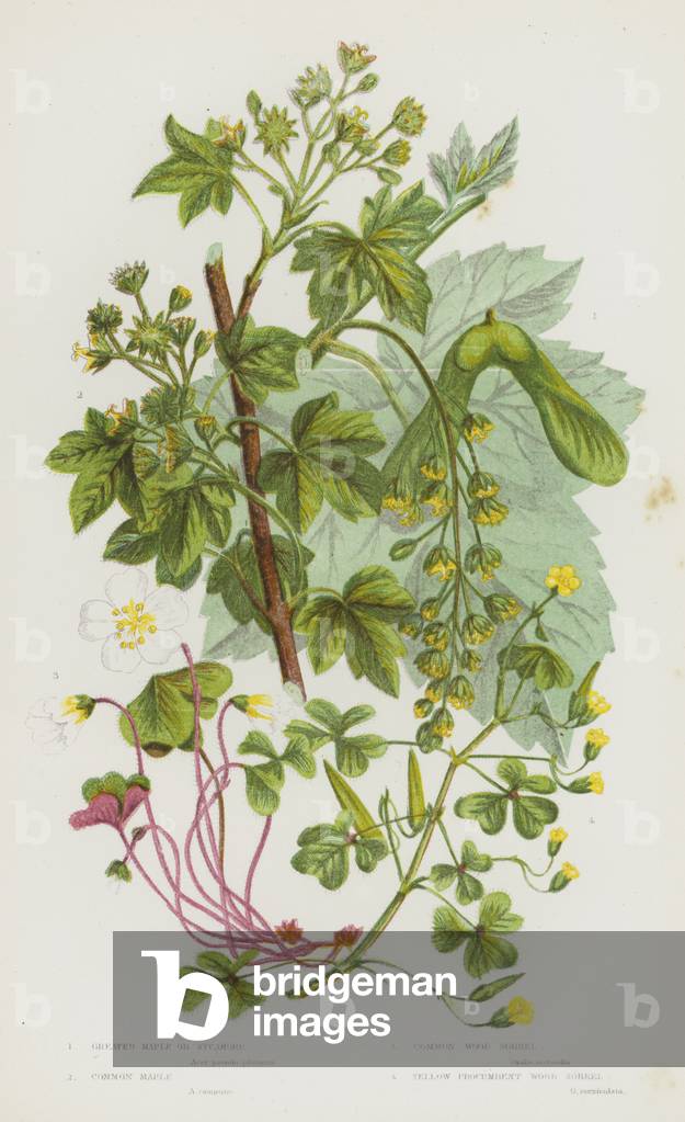 Flowering Plants of Great Britain: Greater Maple or Sycamore, Common Maple, Common Wood Sorrel, Yellow Procumbent Wood Sorrel (colour litho)
