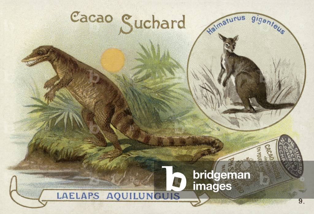 Dryptosaurus and kangaroo (chromolitho)