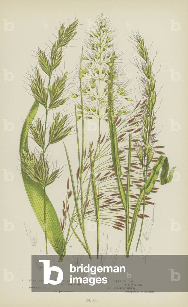 Flat Stemmed Oat Grass, Downy Oat Grass, Yellow Oat Grass, Common Reed (colour litho)