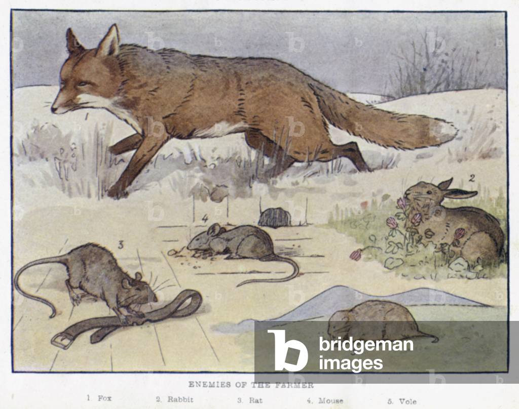 Enemies of the Farmer (colour litho)