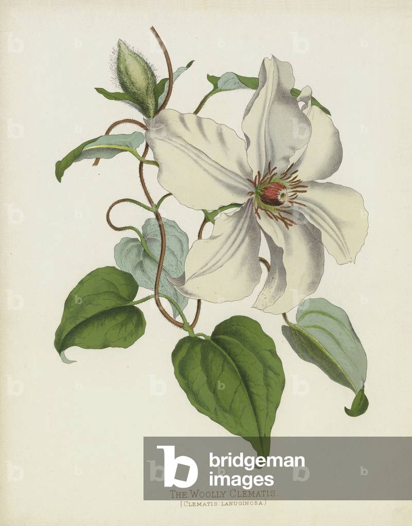 The Woolly Clematis, Clematis Lanuginosa (chromolitho)