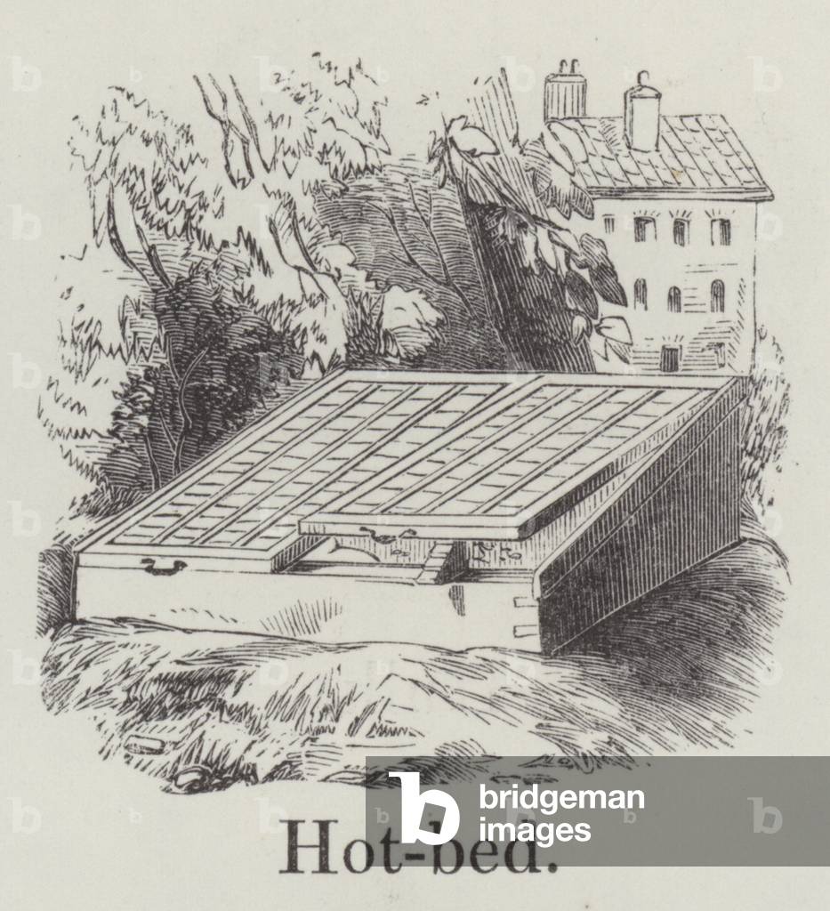 Hotbed (engraving)