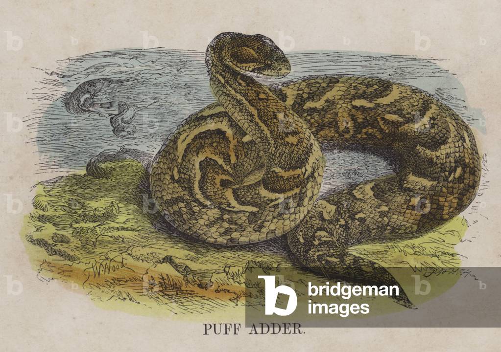 Puff adder (coloured engraving)