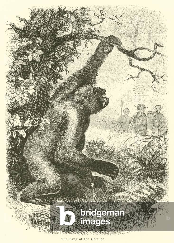 The King of the Gorillas (engraving)