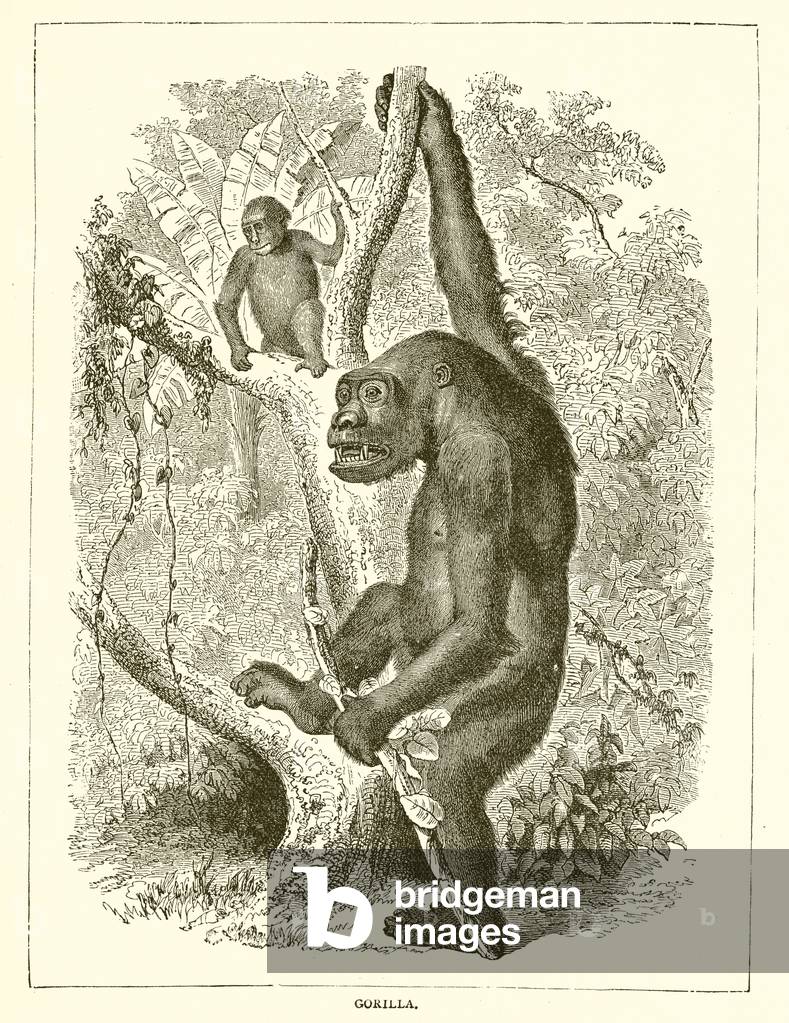 Gorilla (engraving)
