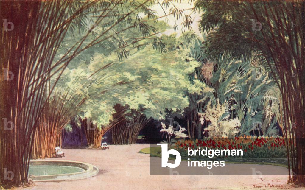 A Bamboo Grove, Botanical Gardens (colour litho)