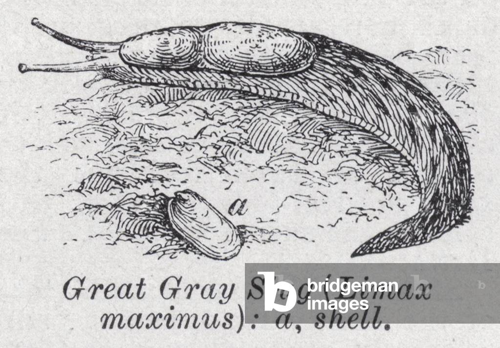 Great gray slug, Limax maximus (litho)