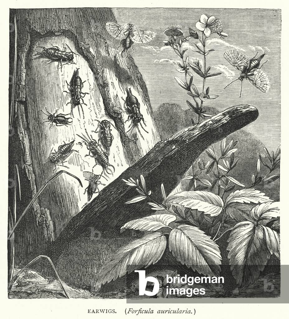 Earwigs, Forficula auricularia (engraving)
