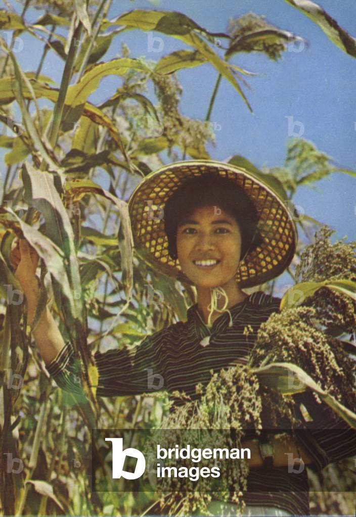 Taiwan: Sorghum from which Kaoliang wine is made, 1963 (photo)