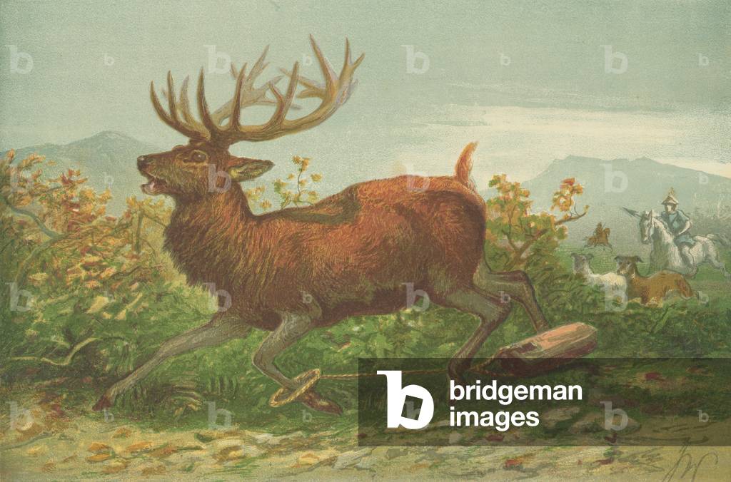 Stag hunting in the time of Xenophon (colour litho)