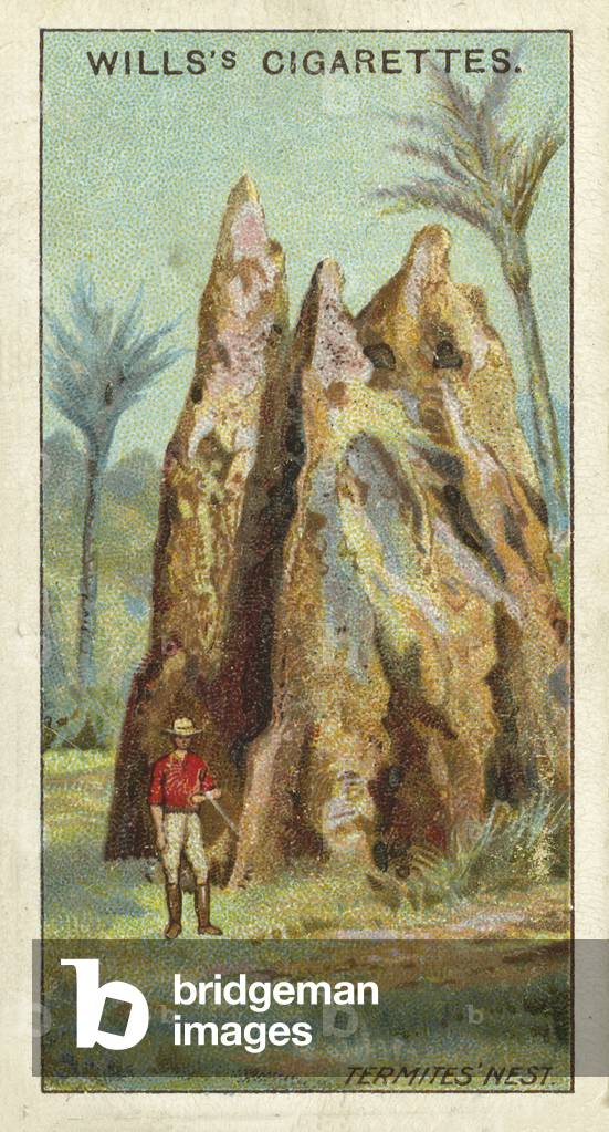 Australia, Termites' Nest, Queensland (chromolitho)