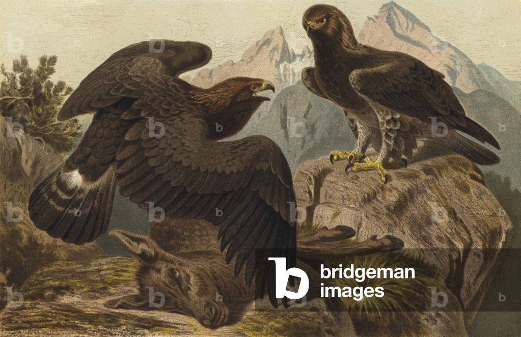 Steinadler (chromolitho)