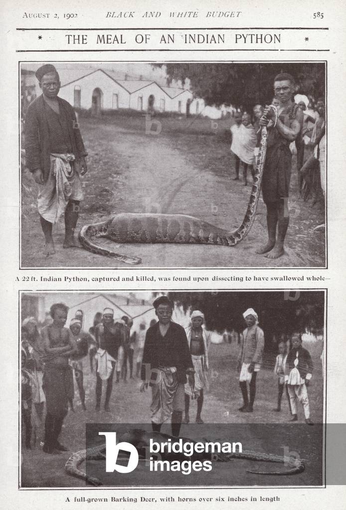 Indian python found to have swallowed a deer whole (b/w photo)