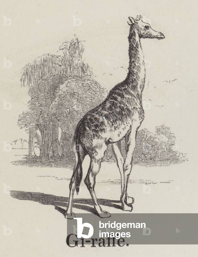 Giraffe (engraving)