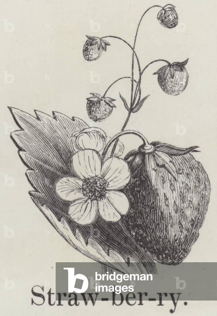 Strawberry (engraving)