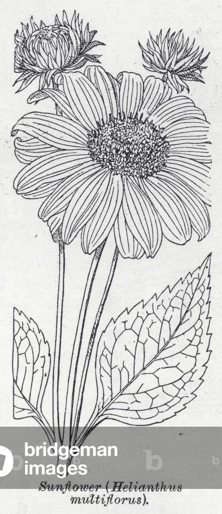 Sunflower, Helianthus multiflorus (litho)