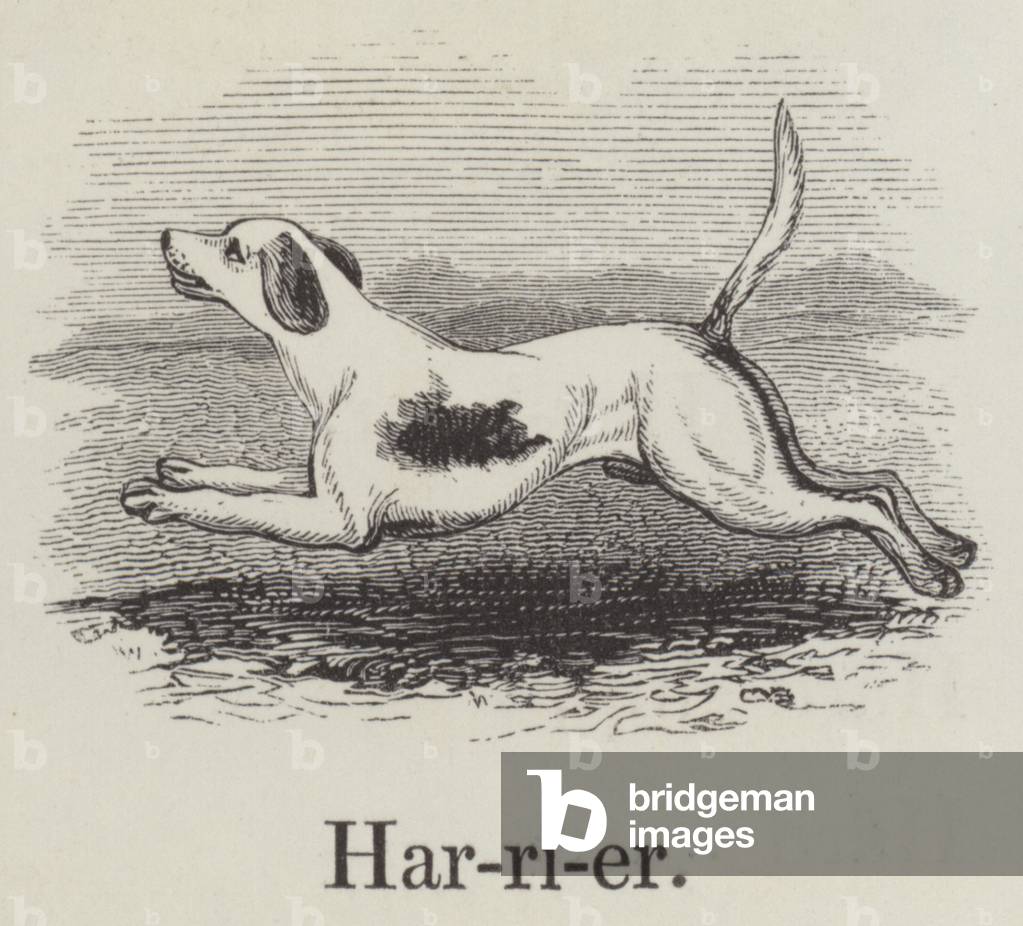 Harrier (engraving)