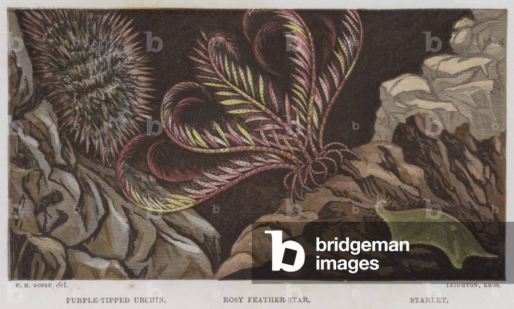 Purple-Tipped Urchin, Rosy Feather-Star, Starlet (colour litho)