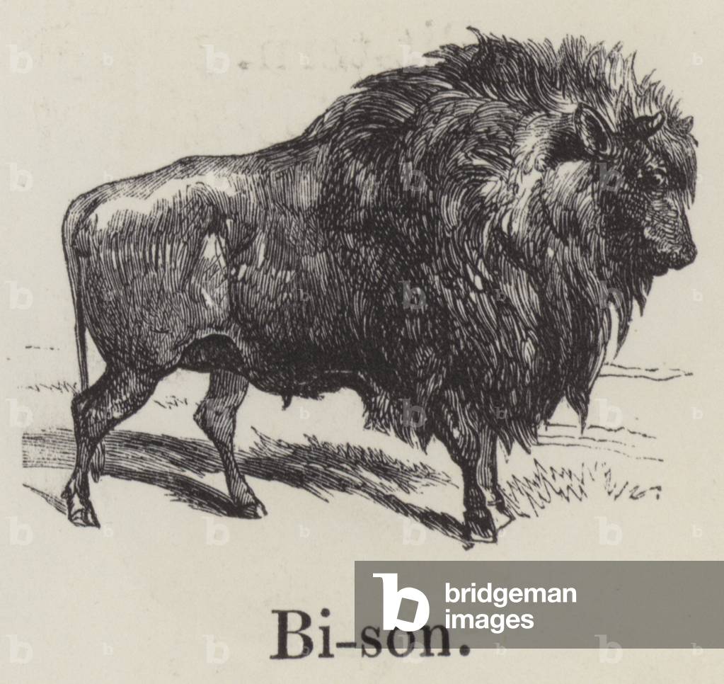 Bison (engraving)