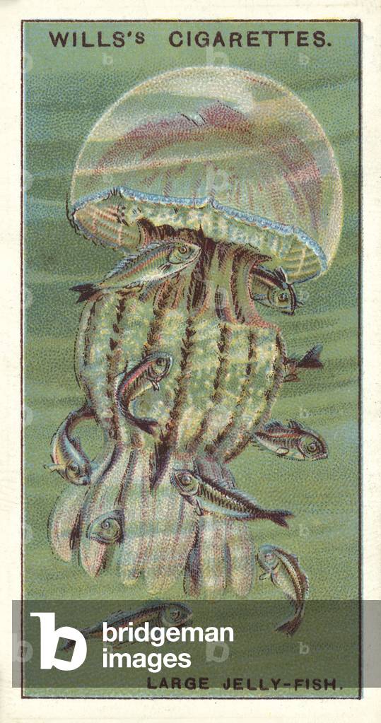 A Large Jelly-Fish, with its nursery of young Horse-Mackerel (chromolitho)