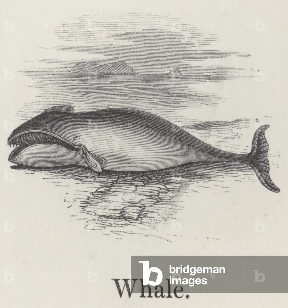Whale (engraving)