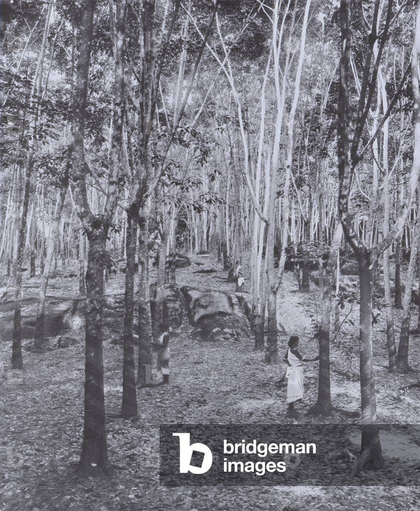 A Ceylon Rubber Plantation (b/w photo)