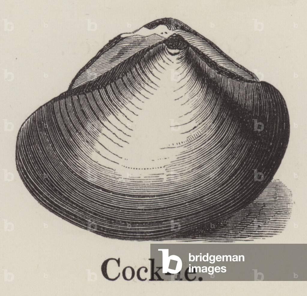 Cockle (engraving)
