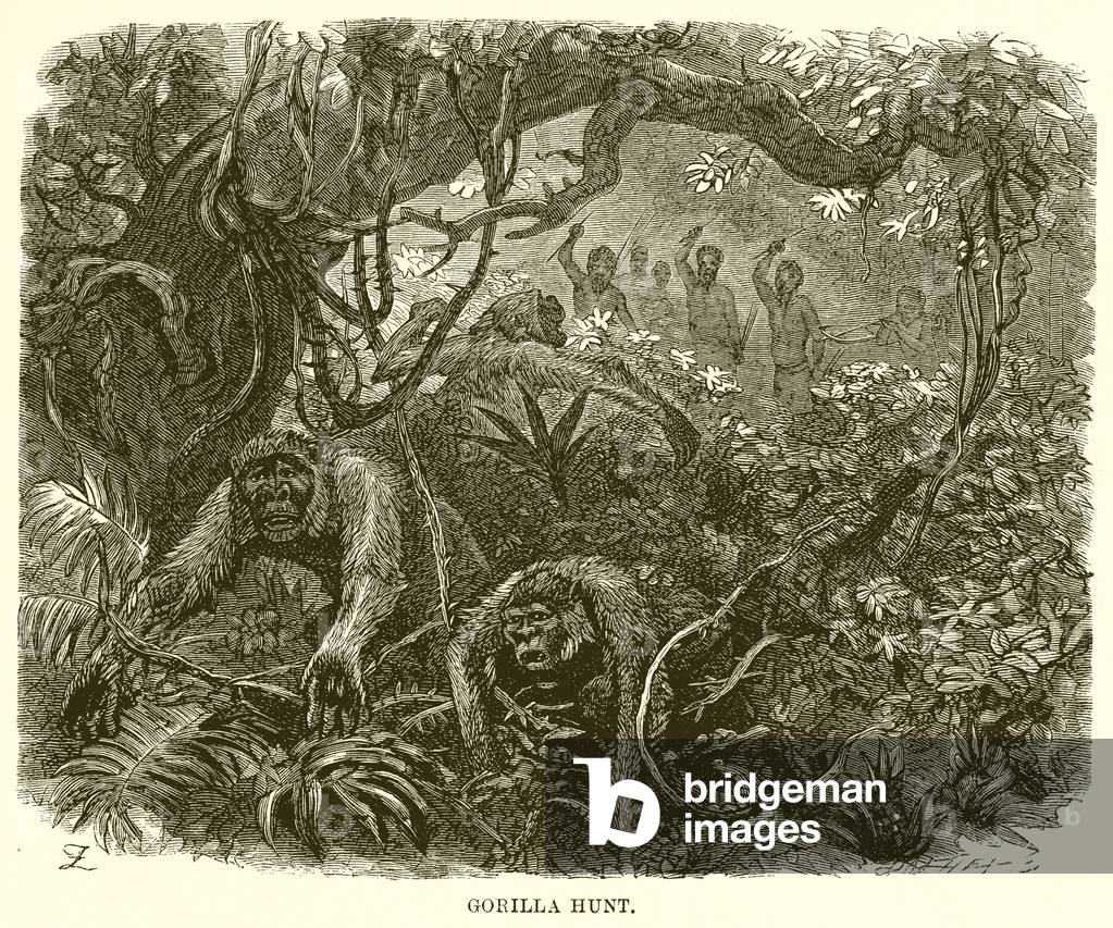 Gorilla Hunt (engraving)
