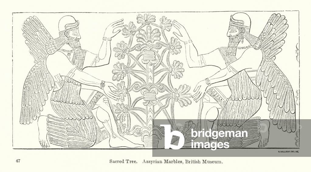 Sacred Tree, Assyrian Marbles, British Museum (engraving)