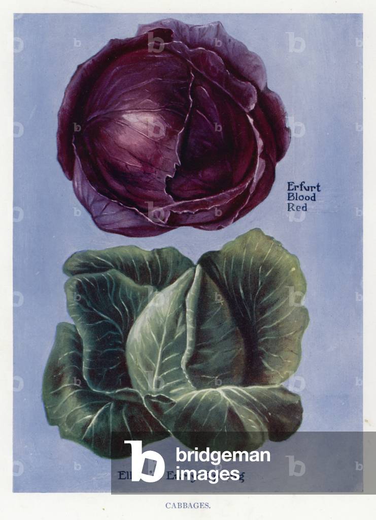 Vegetable Grower's Guide: Cabbages (colour litho)