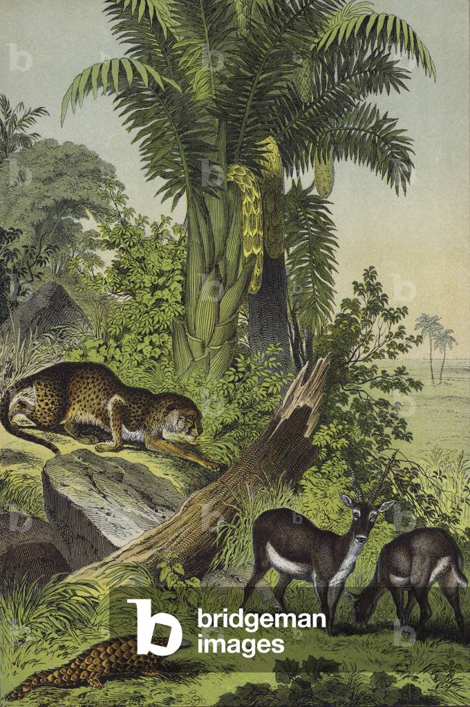 Animals and plants of India (colour litho)