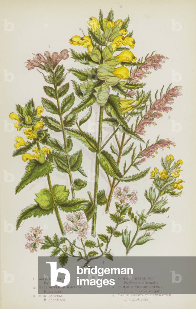 The Flowering Plants of Great Britain, c.1880 (litho)