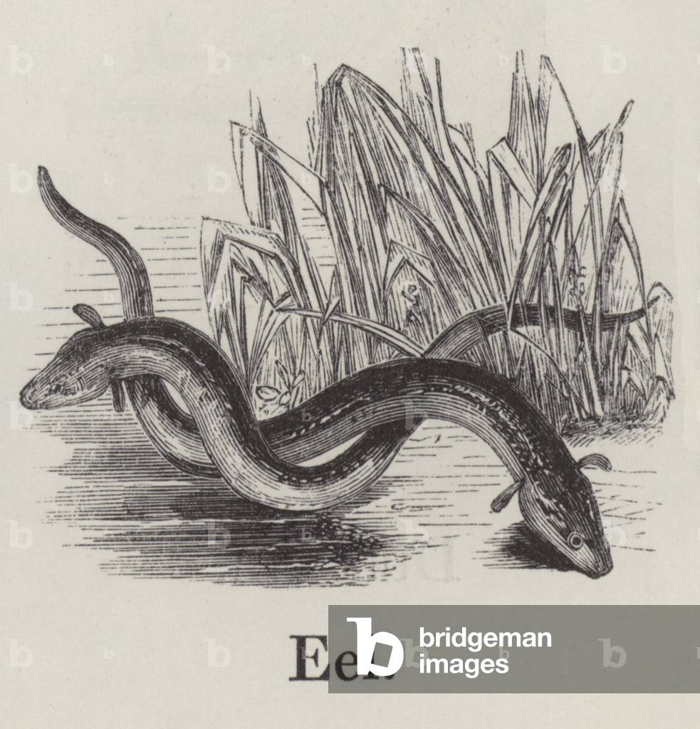 Eel (engraving)