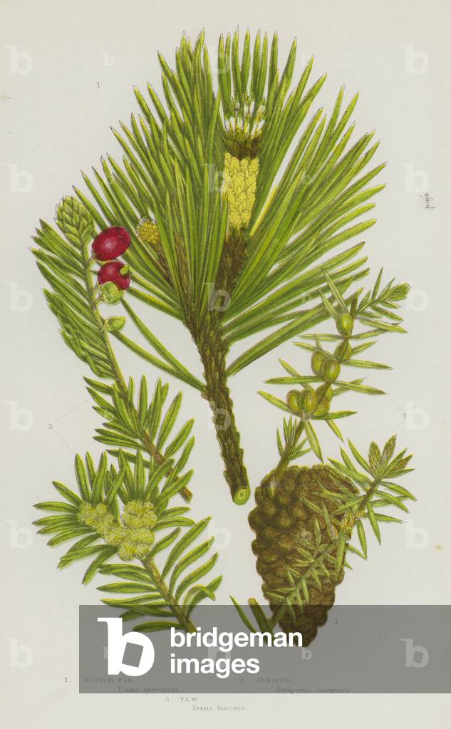 Flowering Plants of Great Britain: Scotch Fir, Juniper, Yew (colour litho)