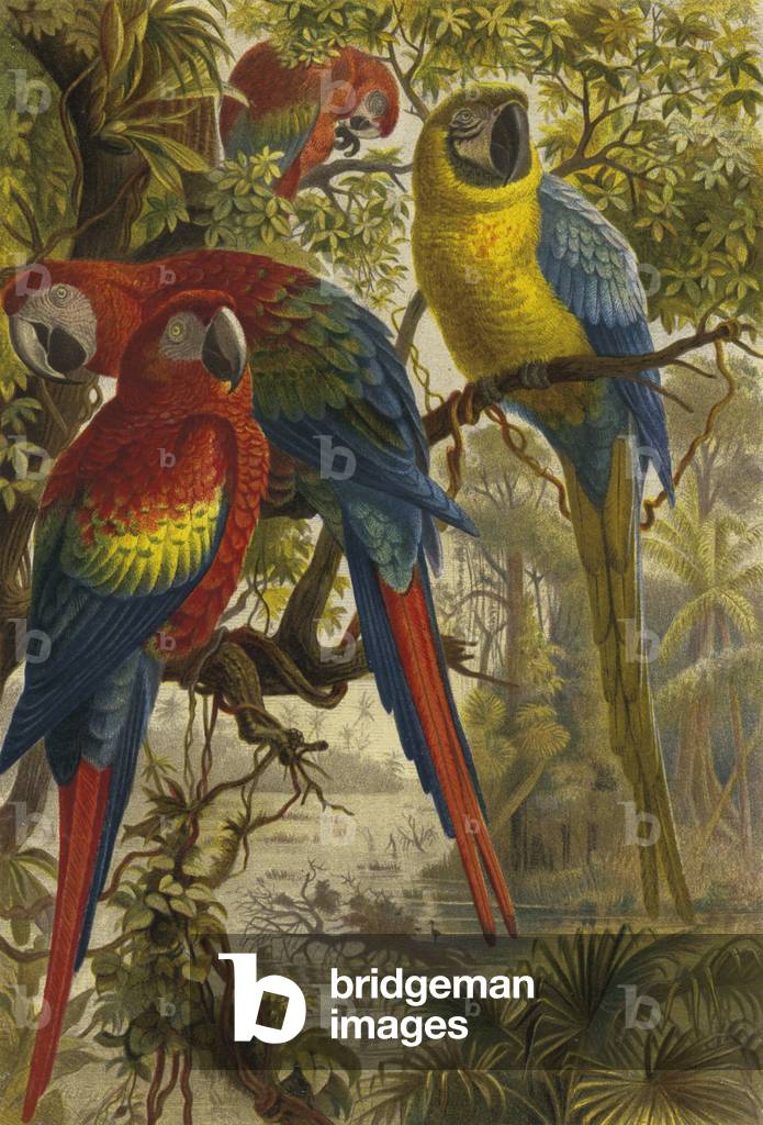 Araras (chromolitho)